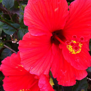 Meet your Posher, Alli